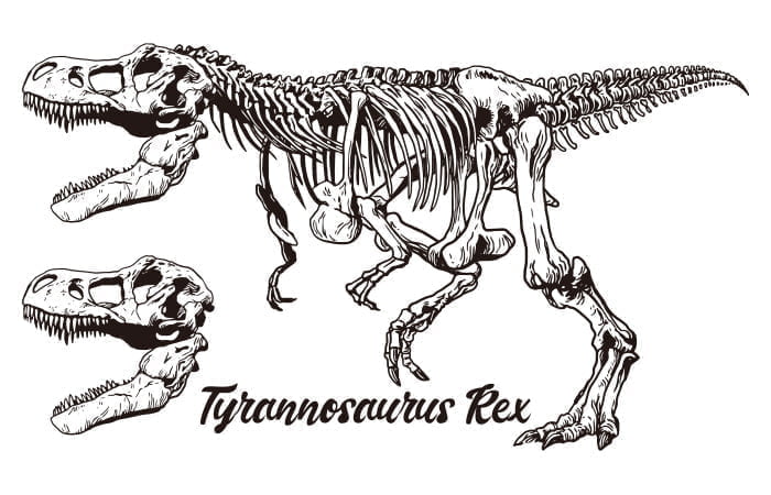 Dinossauro Tiranossauro Rex 02 / Esqueleto de corpo inteiro / Desenho, ai  illustrator file, US$5.00 each
